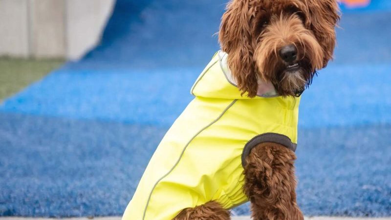 Dog Rain Suit – An Introduction